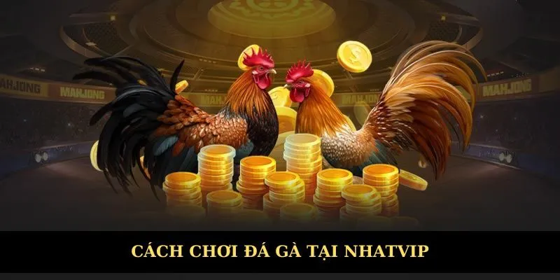 Cách chơi chọi kê chi tiết nhất
