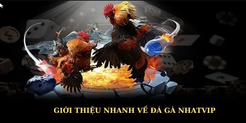 Giới thiệu nhanh về sảnh đá gà Nhatvip